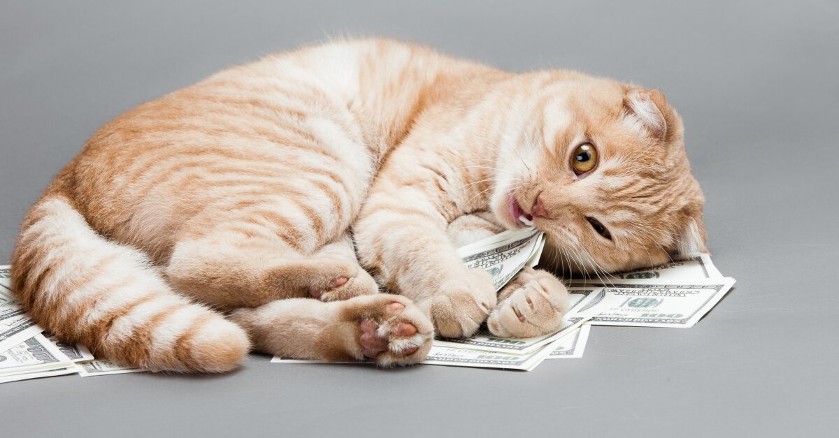 Money pet. Криптовалюта Кошачья.