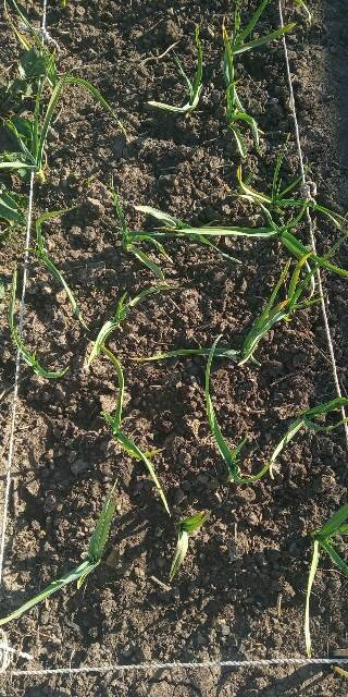 Фото: Романа Образцова. Вот так он рос. Кривовато посадила - хотела в шахматном порядке, но советуют рядочком высаживать.