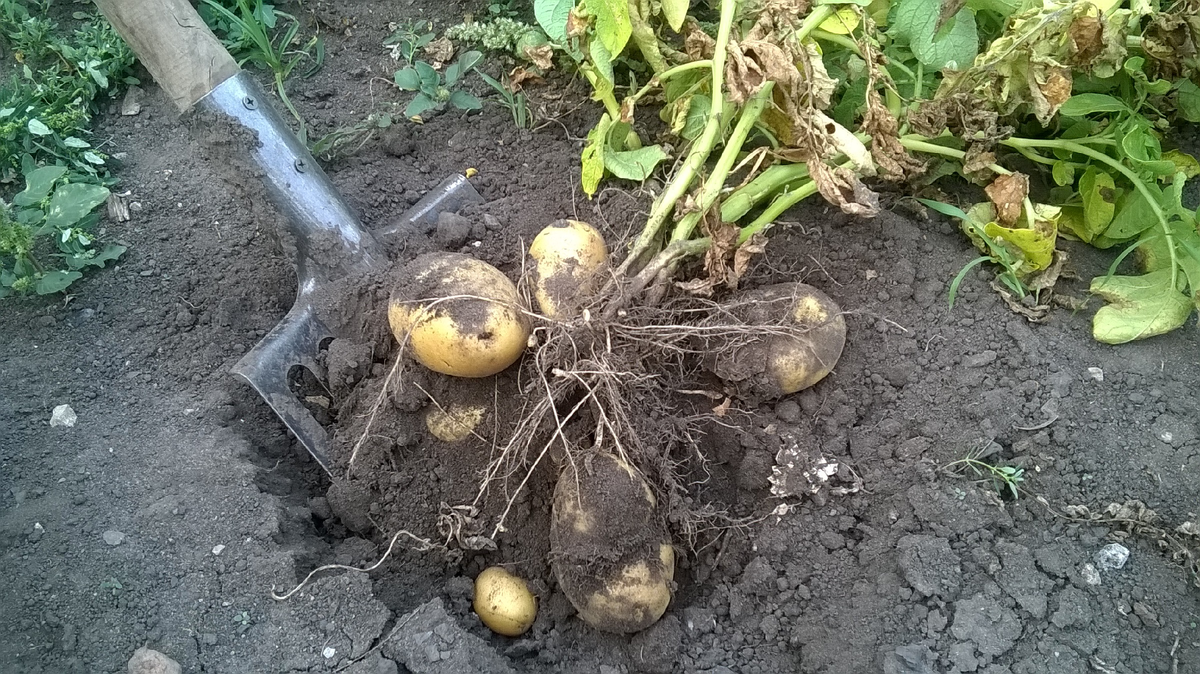 Автор - фото собственное