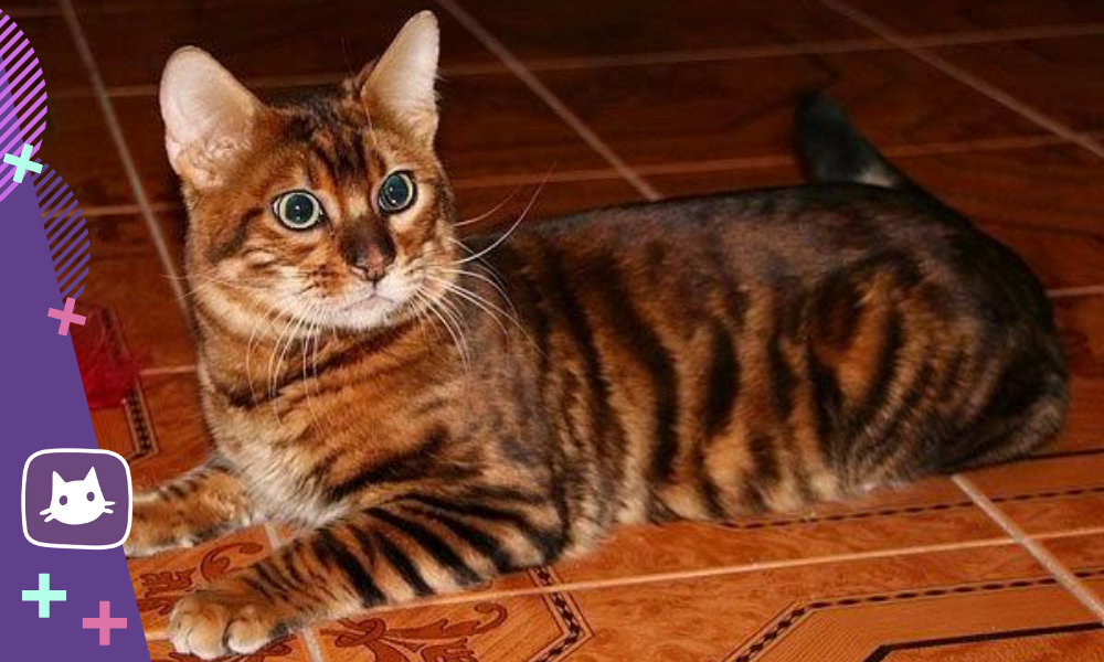 😺😸Тойгер и бенгальская кошка — есть ли разница | Нос, хвост, лапы | Дзен