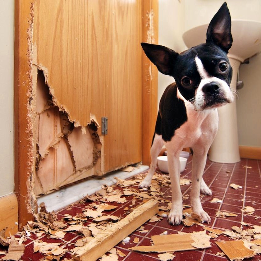 Фото с сайта k9kinship.com