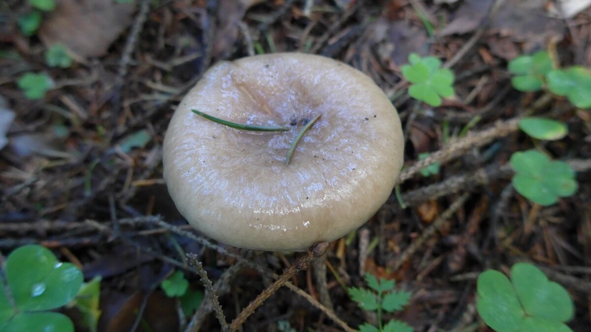 Мокруха еловая