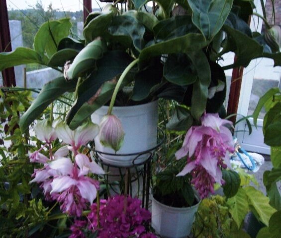 Цветение на лоджии