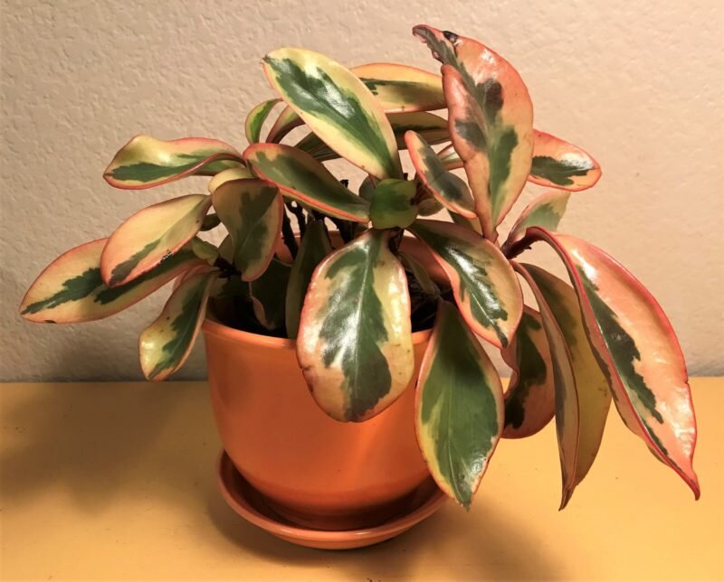 Пеперомия (Peperomia): уход, фото, виды