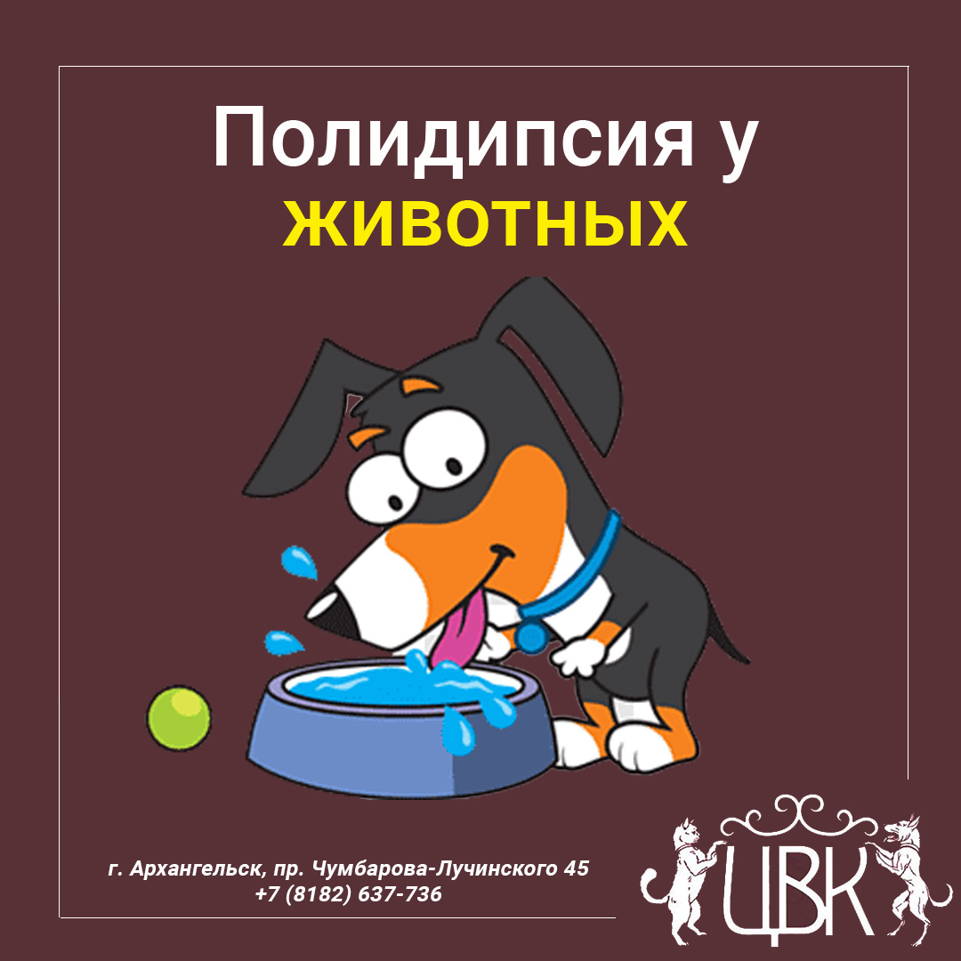 Полидипсия у животных