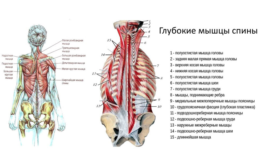 Поперечно остистая мышца спины