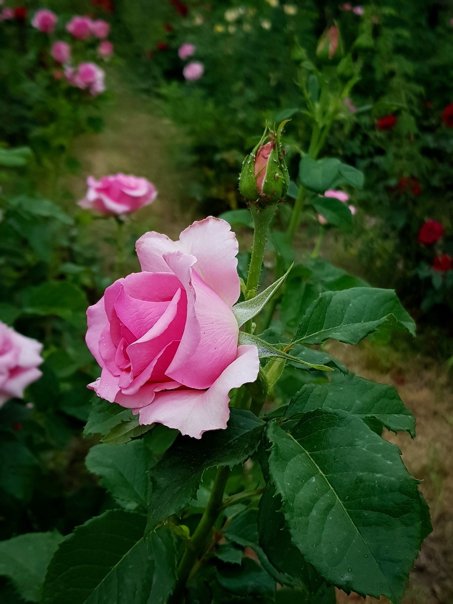 красивая моя роза