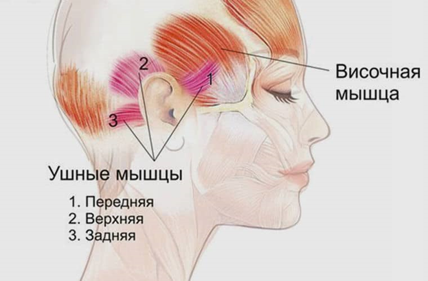 Передняя верхняя и задняя ушные мышцы.