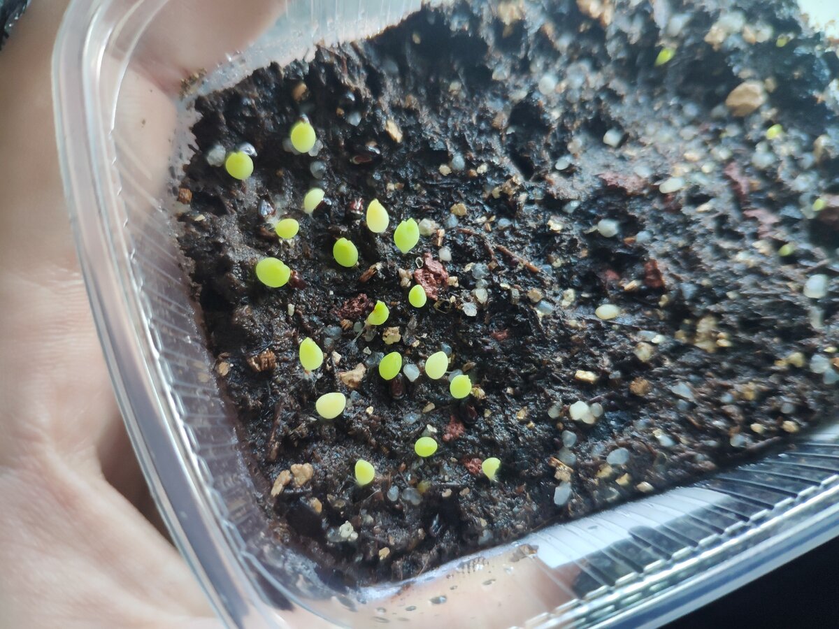 Астрофитумы