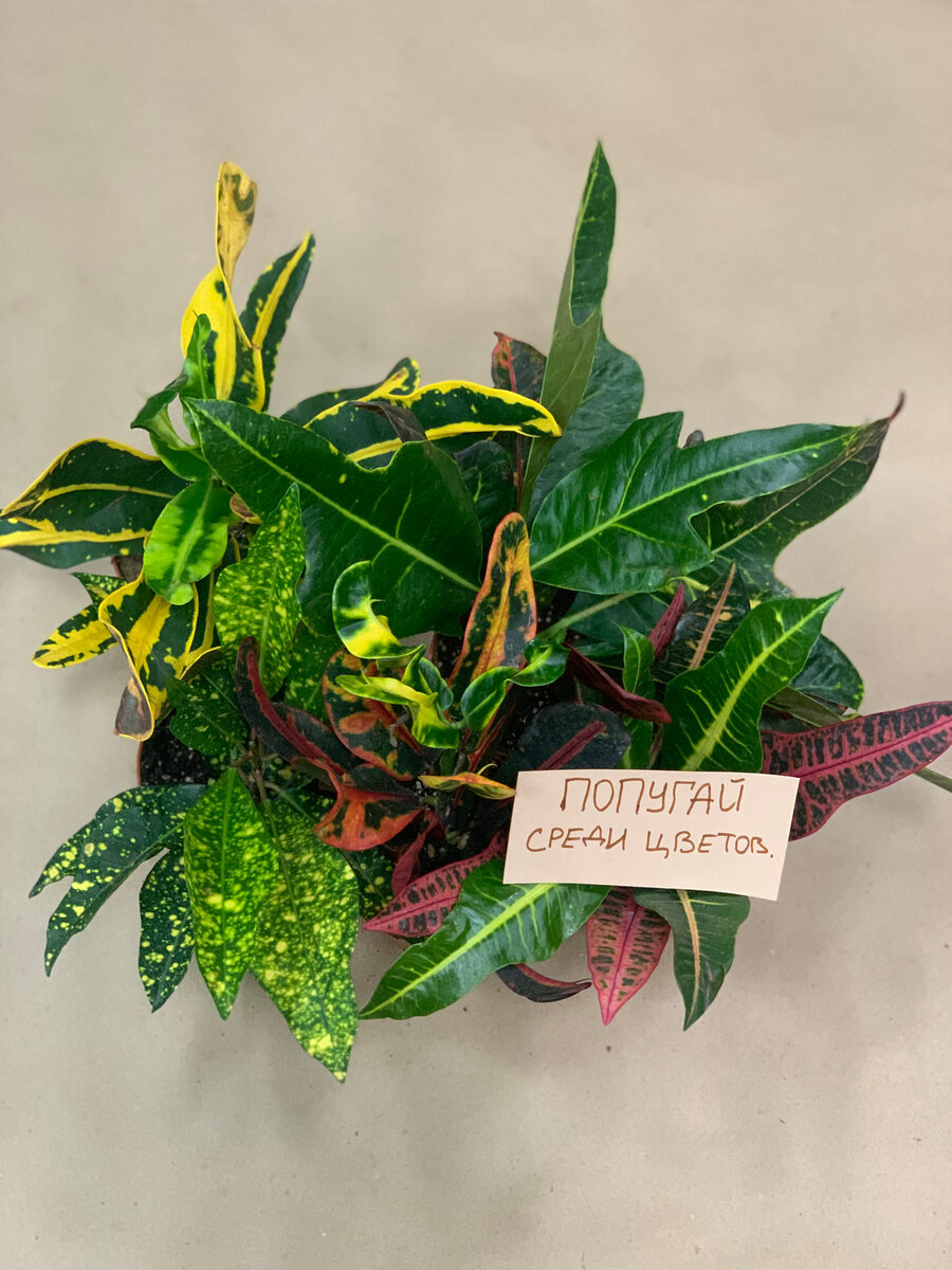 Кротон, кодиеум - все едино