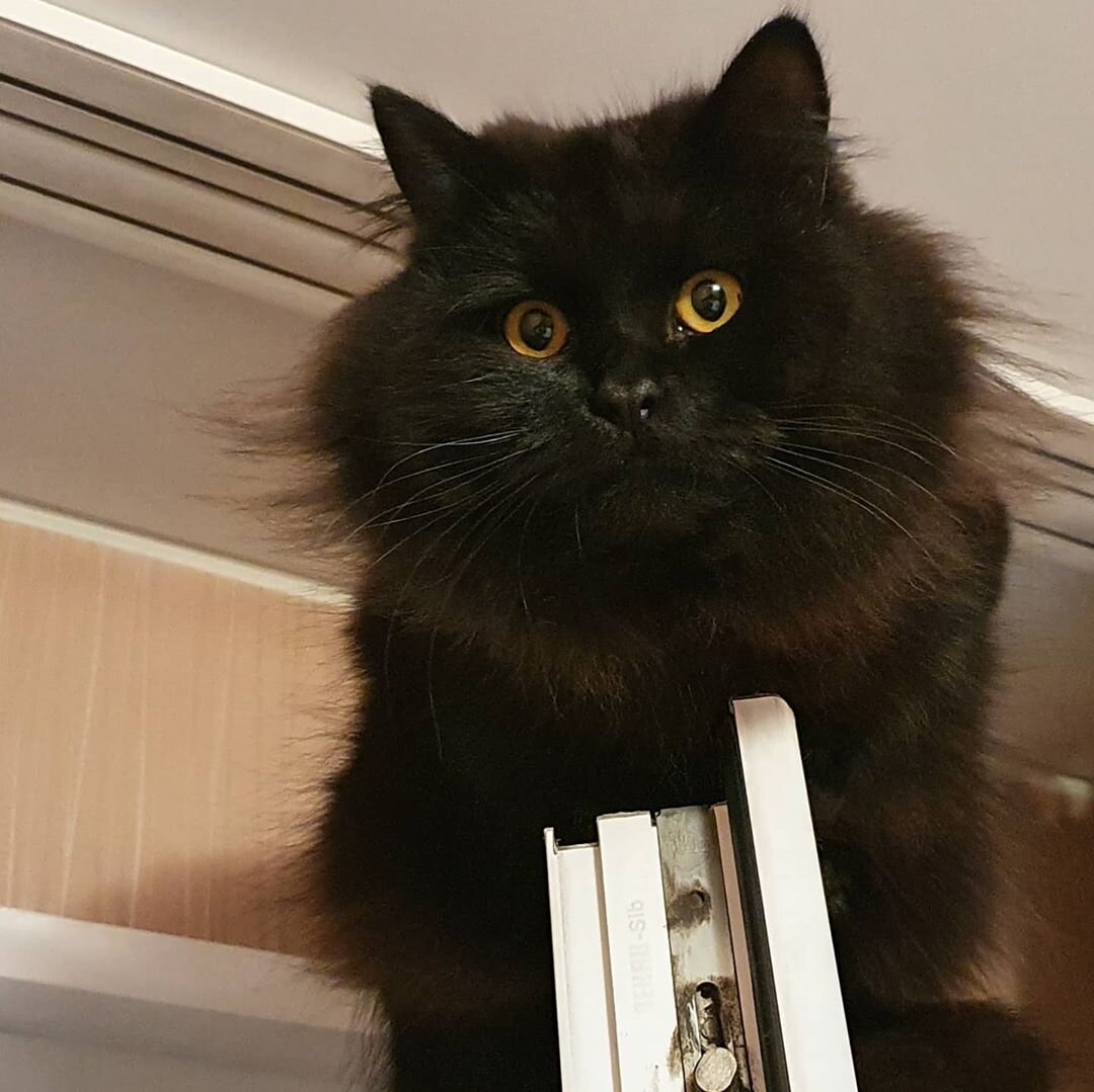 Его инстаграм @shiraz_the_siberian