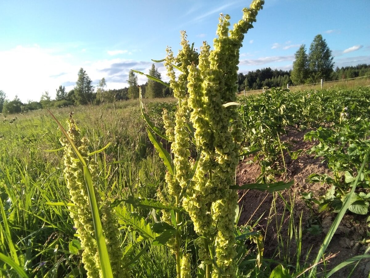 Трава конский щавель