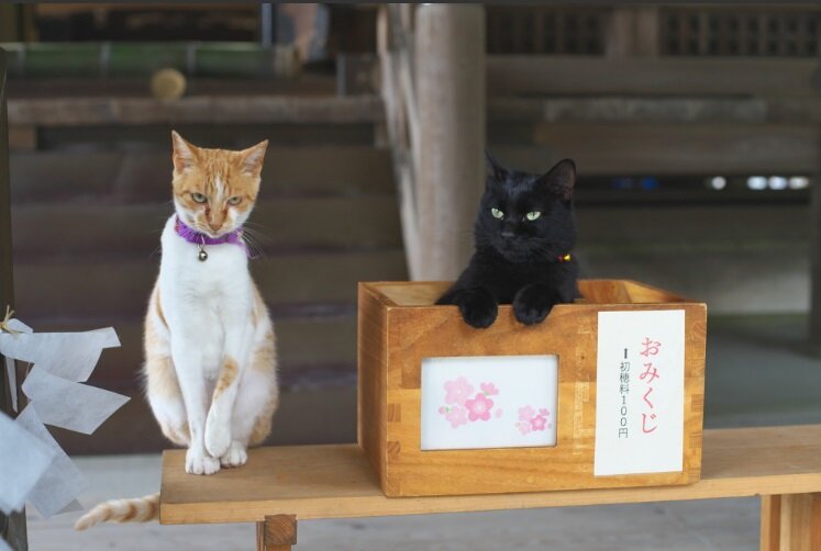 Кот япония