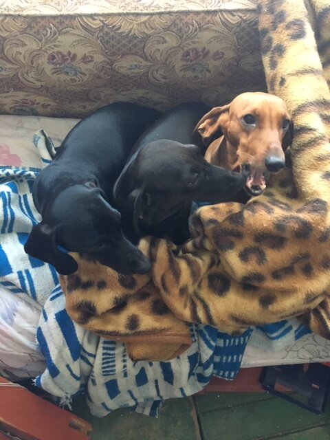 Фаня, Нора, Тоби.