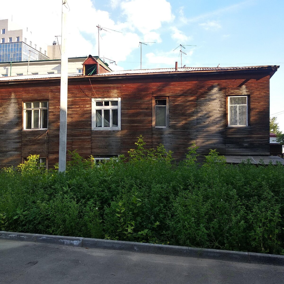 Тихий центр, старый дом. Поросль клёна американского. Август 2020.