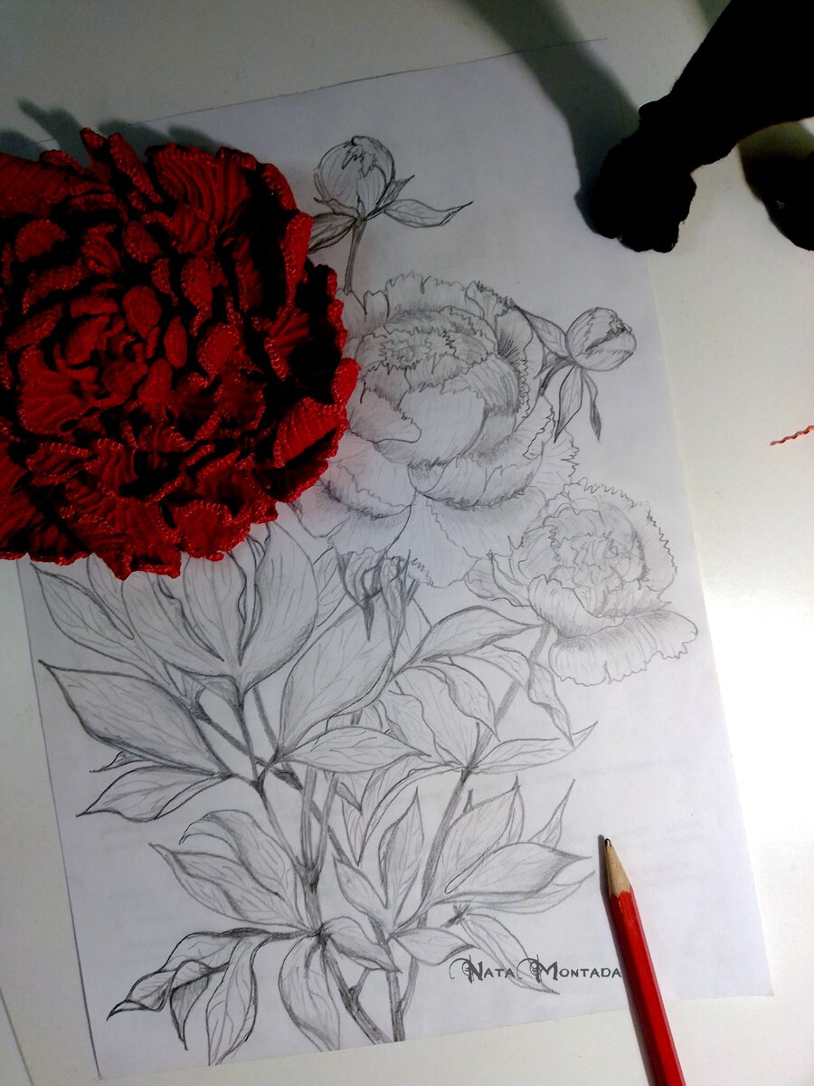 Эскиз, пион и лапка помощницы