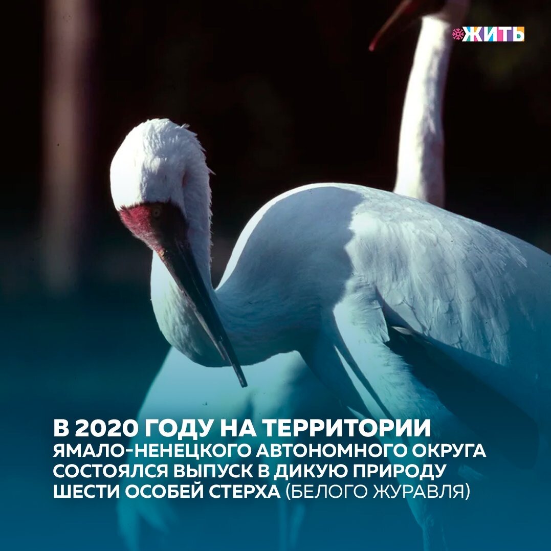 Шесть молодых стерхов накануне были доставлены в государственный природный заказник регионального значения «Куноватский» в Шурышкарском районе.

Четырех самок и двух самцов специально вырастили для Ямала в Окском государственном биосферном заповеднике. Изначально журавлей поселили в открытом вольере на болоте, где птицы провели несколько дней. После того, как стерхи адаптировались к местному климату и окружающей среде, их выпустили на волю🕊

Возраст птиц один год, вес - от 5,2 до 6 килограммов. Для отправки на Ямал выбрали самых крупных особей, воспитанием которых занимались родители.

Делитесь этой новостью с друзьями🙏🏻

#жить #проектжить #итогигода