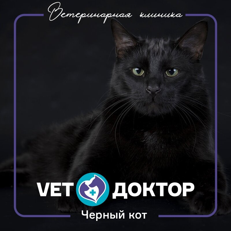 Однажды, ко мне на прием принесли кота. Нет не так. Однажды ко мне на прием пришел Кот. Его не принесли в сумке или переноске, не вытащили из-за пазухи. Дверь открылась, и вошедшая женщина пригласила кого-то внизу: 
«Заходи!».

Я опустила глаза, думая увидеть небольшую псину. Каково же было мое удивление, когда в дверь важно и не торопясь, абсолютно без смущения и боязни зашел огромный Черный Кот. Выражение его морды было таким, что он дескать проходил мимо и раз уж хозяйка попросила, зашел на минуточку.

«Ну, привет, Кот!», — сказала я.

«Маау!», — ответил Кот и сел на задние лапы столбиком. Понятное дело, его же еще не пригласили пройти дальше. Кот был размером с небольшую болонку и абсолютно черным.

«Ну вот, подумала я, — Не иначе сам булгаковский Бегемот пожаловал! А примус где?», — захотелось заглянуть за дверь.

«Залезай!», — сказала хозяйка Кота и показала ему на смотровой стол. Кот запрыгнул! Сам! И важно разлегся. Ну не дать, не взять пантера. Только подрагивающий кончик пантерного хвоста выдавал волнение. Ага, все-таки пугают тебя запахи ветеринарного кабинета! Ну ничего, не переживай.

«Что случилось?» — спрашиваю хозяйку.

«Ничего серьезного, посмотрите какая-то корочка на ухе».

Мое поглаживание вызвало в глубине Кота утробные глухие звуки.

«Рычишь?», — спрашиваю. Про себя думаю, что надо готовиться к внезапному удару мощной когтистой лапы.

«Нет, — отвечает хозяйка, — это он так мурлычит. Он с детства такой, мурчит как рычит, просто голос басовитый».

«Ну давай помурчим!».

Под непрекращающееся мурчание-рычание Кот милостиво дал себя осмотреть и даже посветить специальной лампой на предмет лишая. Все оказалось в порядке.

«Он ведь сам к нм пришел, — рассказала хозяйка Кота, — в деревне живем, лес рядом. К нам в огород лисы иногда заходят. А тут кот. Откуда взялся, неизвестно. И черных кошек то никогда в деревне не было. Так и живет с нами. Вместо собаки, на чужих кидается. А своих любит. Один раз зимой пол свиной туши сожрал. Думали мышей ловит, сытый всегда. А он в сарай повадился. Зайца как-то принес, в подарок, значит. А что большой такой, ну всякое бывает».

А Кот слушал свою хозяйку и хитро прищуривал свои оранжевые глаза.

Кто ж их знает, котов…