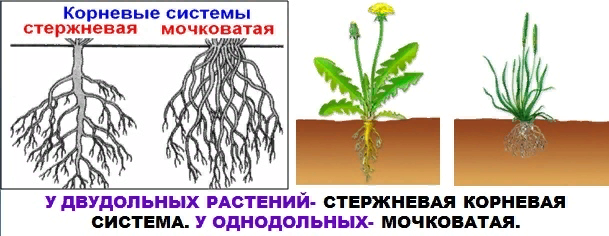 Главный корень у однодольных. Стержневая и мочковатая корневая система. Корневая система стержневого типа. Стержневой корень.