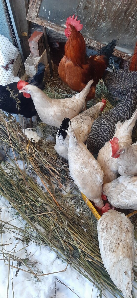 Я им сено постелила чуток,чтоб лапки не мерзли.