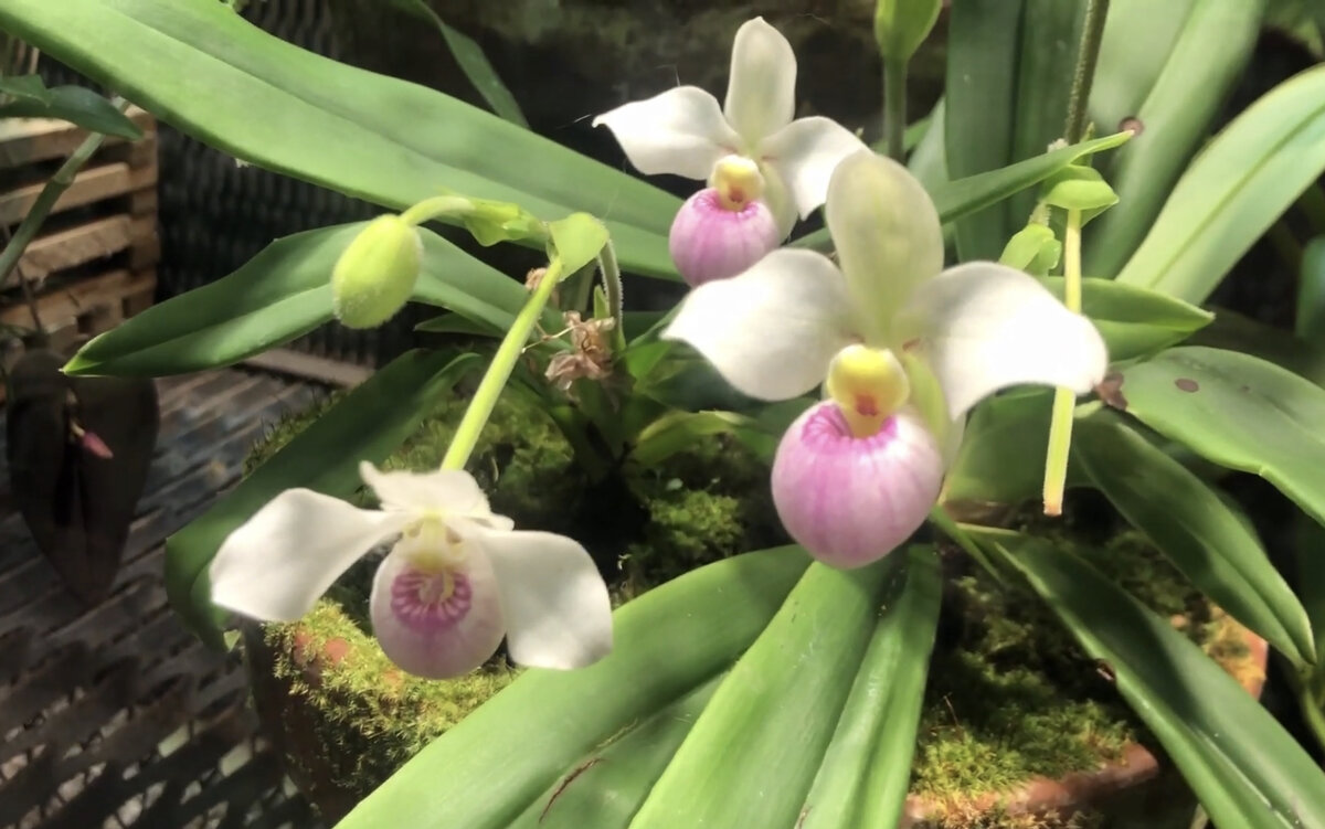 Phragmipedium schlimii 
