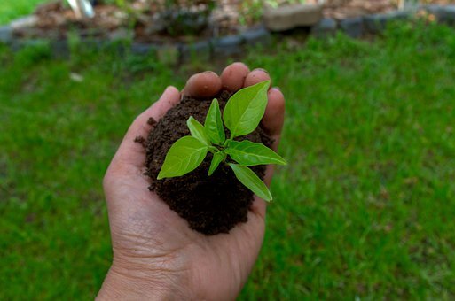 Посев семян лентой: лайфхак для дачников