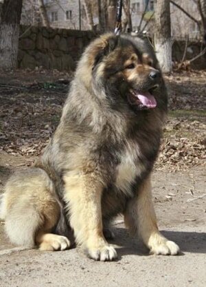 Кавказская овчарка— порода собак,родиной которой является Кавказ.
Собака выше среднего роста. В холке её рост достигает 75 см.-2
