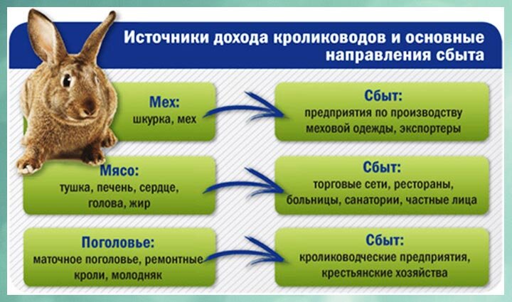 при достижении  более 2000 голов одного вида,  регистрируется порода кроликов !