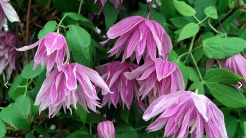 Княжик Перпл Дрим. Высота куста 2-3 м, диаметр цветка 10-12 см. Цветение май, июль- август.