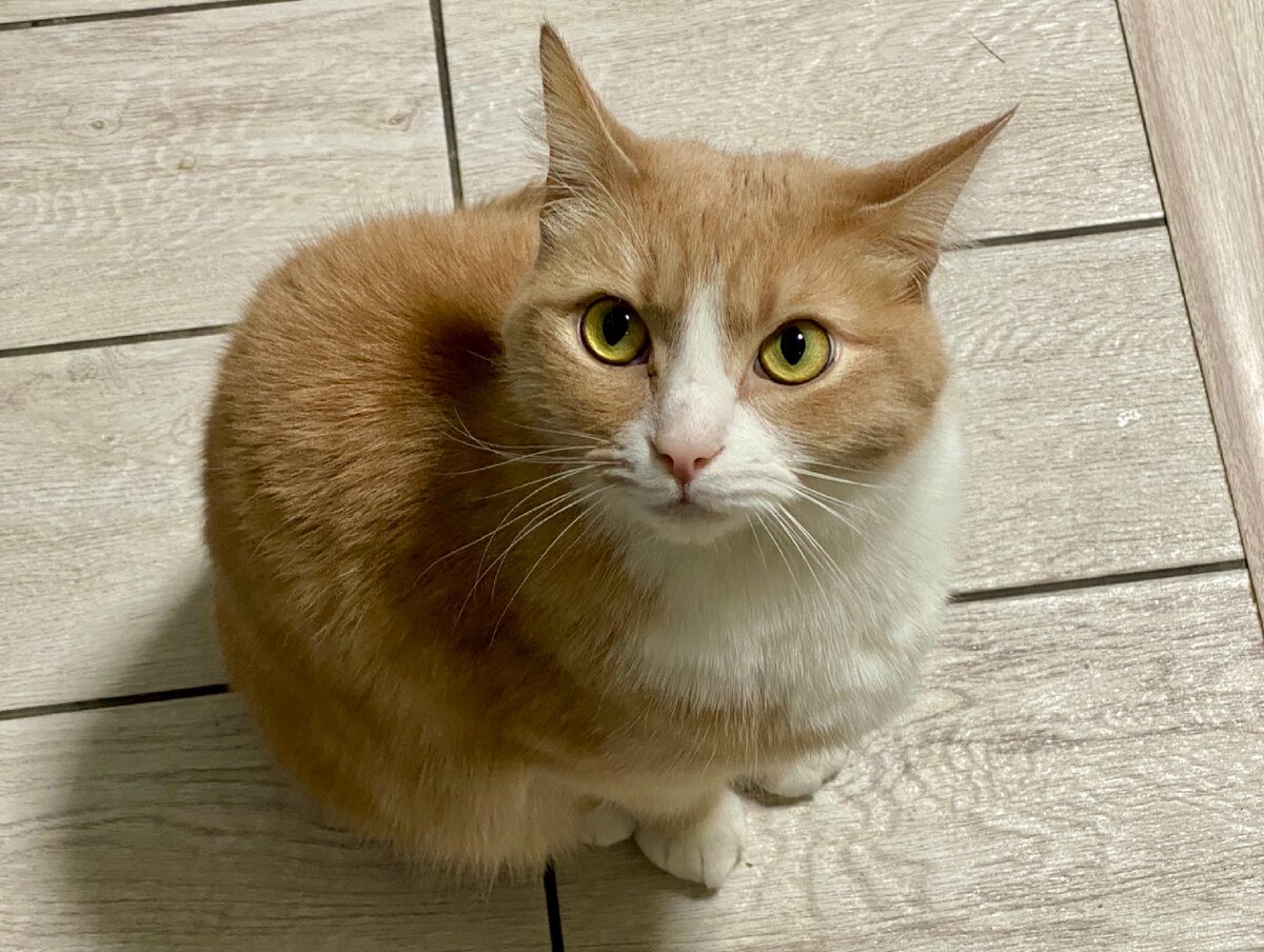 Кот Феникс (он же Феня). Фото автора