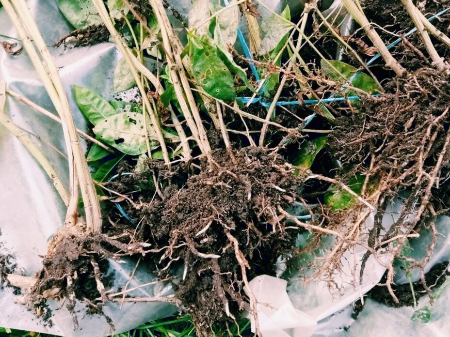 Остатки флоксов после деления. Все флоксы у меня сортовые, проблем с их продажей нет никогда. 