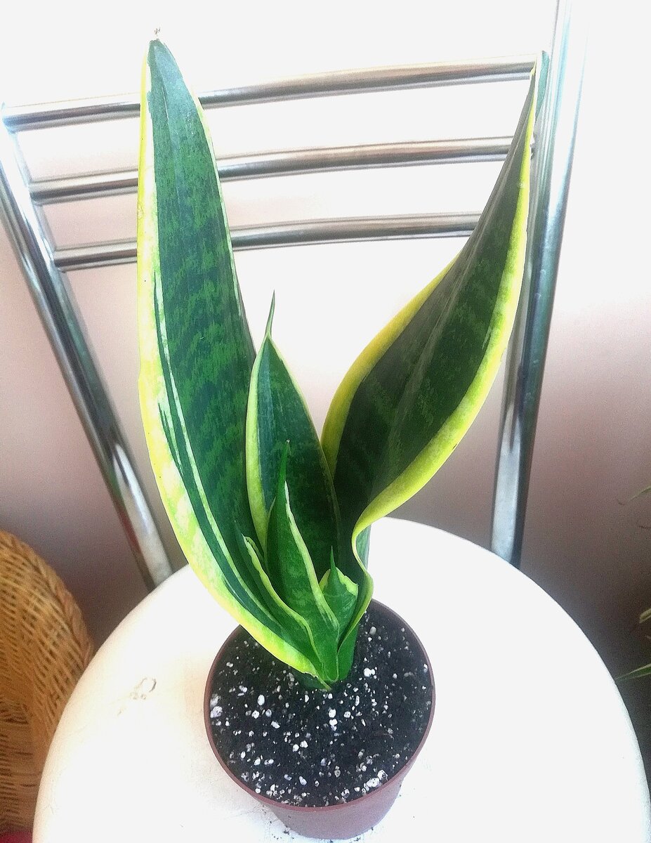 Сансиеверия - совсем не прихотливая. 