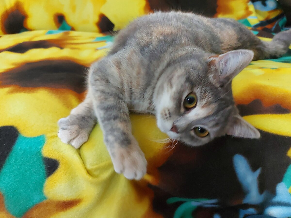 кошка на отдыхе