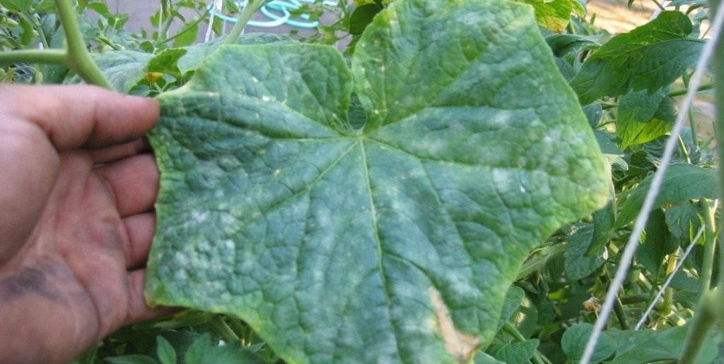 Мучнистая роса на листьях огурцов