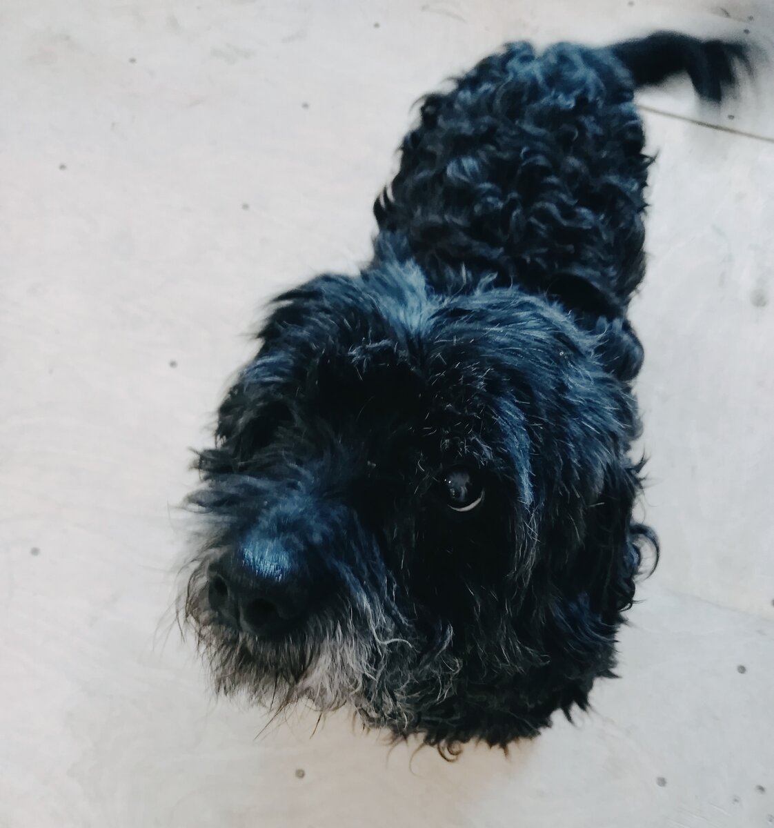 Вчера ночью ушел на радугу наш старичок Чапа