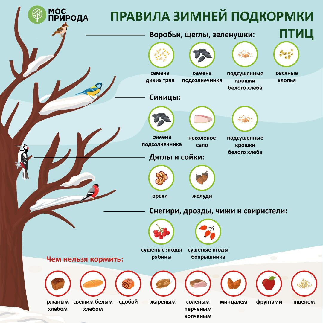 Охота на косулю зимой, летом и осенью - способы загоном, на солонцах, с засидки - GetHunt