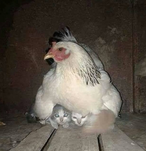 Мы тут в гостях!