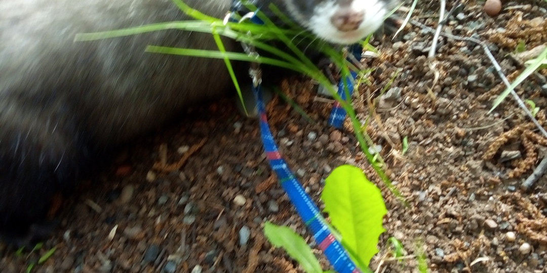 Независимый хорек.