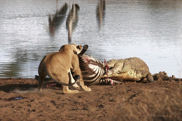Крокодилы очень часто заявляют свои права на добычу львов, и как правило им удается получить часть добычи львов.