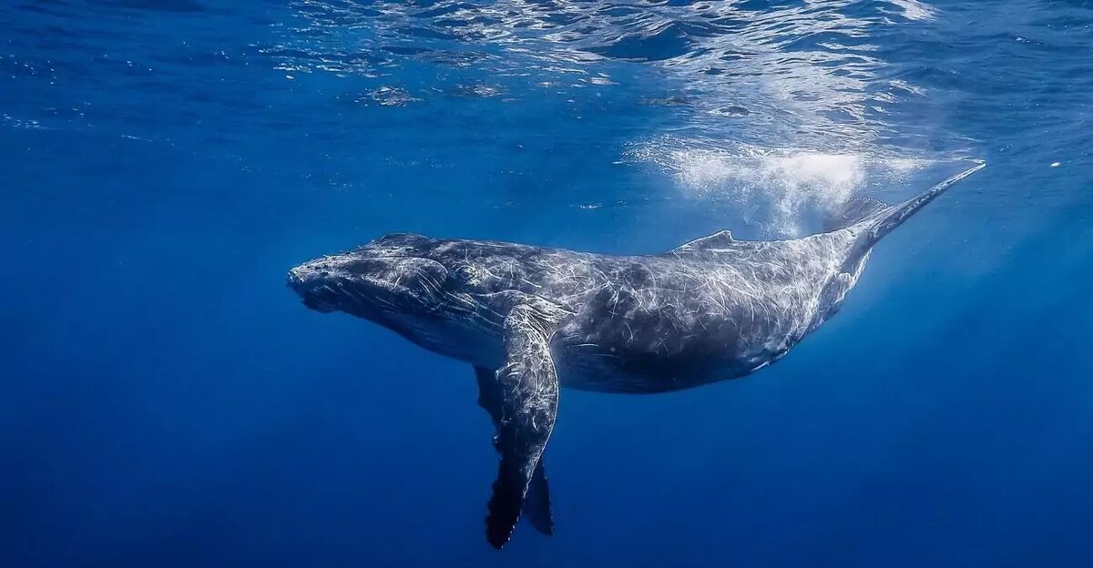 гимн геологов. викторина для геологов. держись геолог крепись. песня крепись геолог. шутки про геологов.