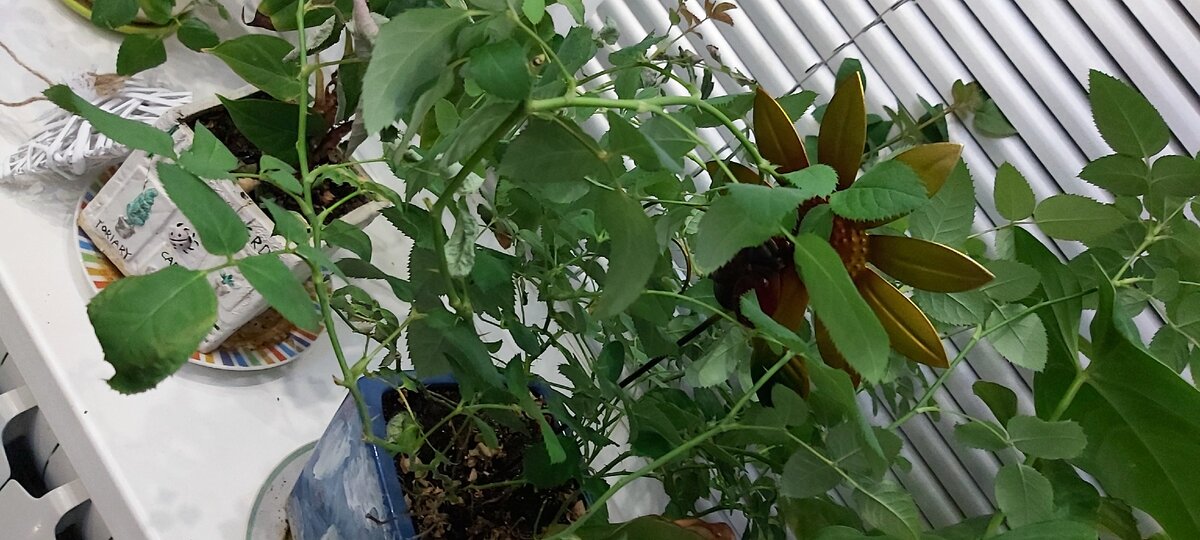 Опора под цветы раз