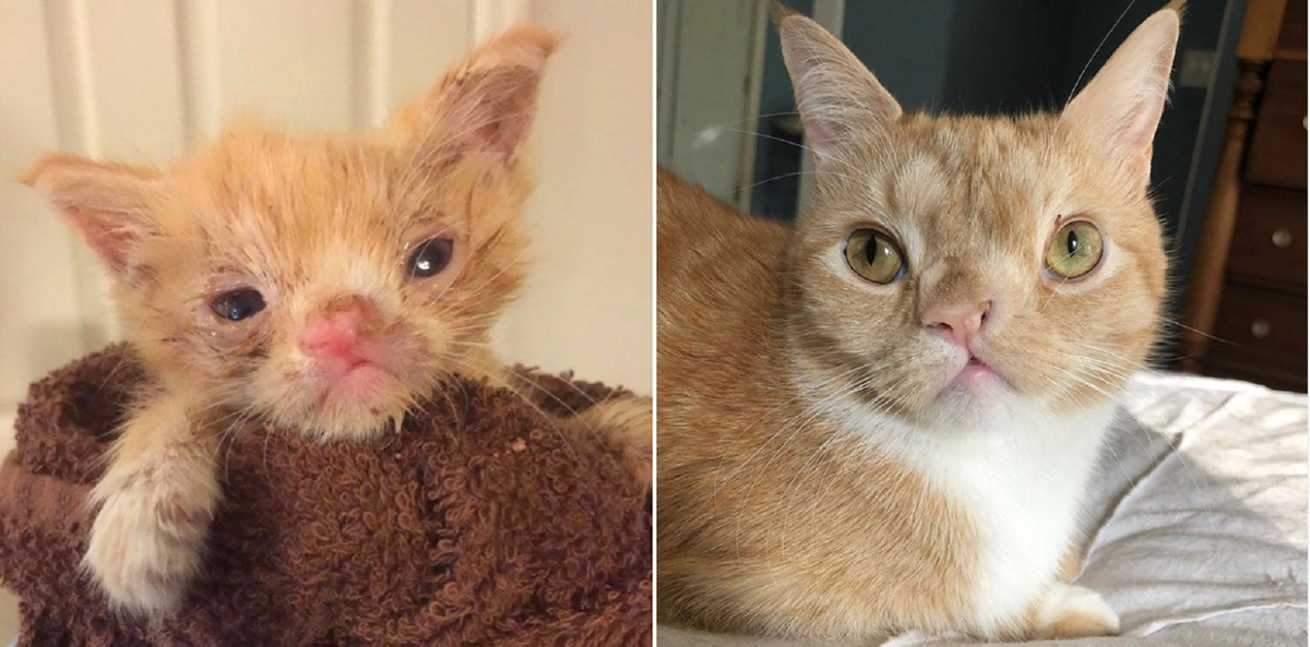 Rescued Cat Gets a Life-Saving Hair Cut to Remove Several Pounds of Severely Mat