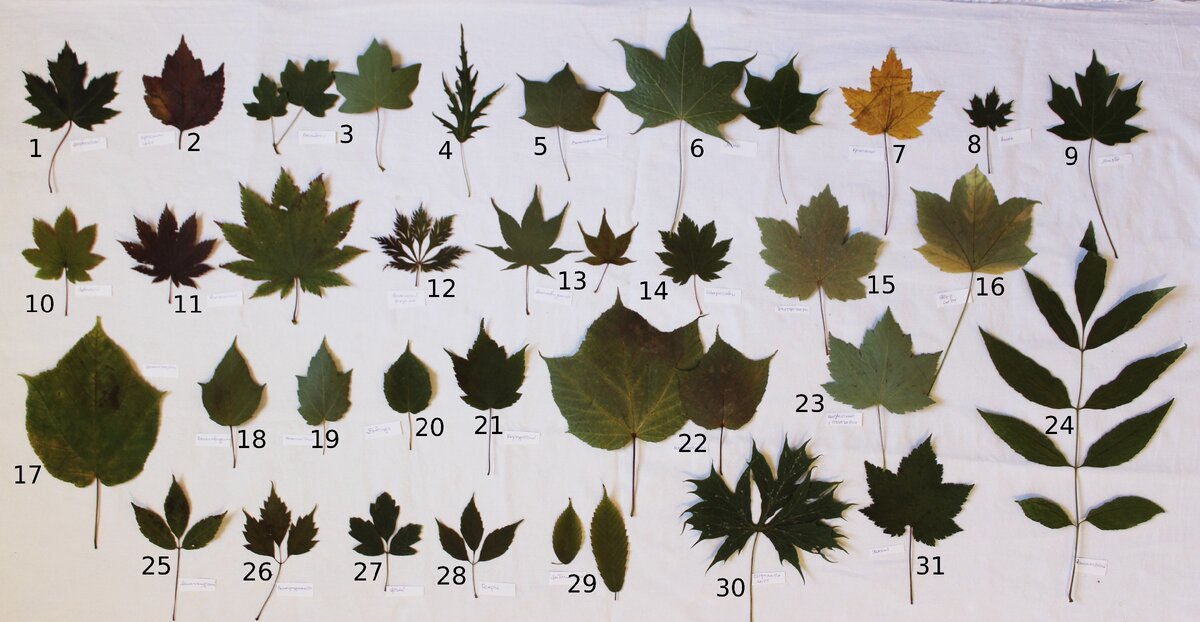 01 Клён серебристый (Acer saccharinum) 02 Клён красный (Acer rubrum spp.drummondii)
03  Клен полевой (Acer campestre)
04 Клен сахаристый Лациниатум Виери
05 Клён длиннолопастный (Acer longipes)
06 Клён моно (Acer mono)
07 Клён красный (Acer rubrum)
08 Клен остролистный (Acer platanoides) сорт
09 Клён Миябе (Acer miyabei)
10 Клён Завитой (Acer circinatum)
11 Клен японский (Acer japonicum)
12 Клен японский сорт
13 Клен дланевидный (Acer palmatum)
14 Клён Ширасавы (Acer shirasawanum)
15 Клён Траутфеттера (Acer trautvetteri)
16 Клён ложноплатановый сорт
17 Клен зеленокорый (Acer tegmentosum)
18 Клен волосовидный (Acer capillipes)
19 Клён колосистый (Acer spicatum)
20 Клён Давида (Acer davidii)
21 Клён бородатый (Acer barbinerve)
22 Клён пенсильванский (Acer pensylvanicum)
23 ?
24 Ясень
25 Клён маньчжурский (Acer mandshuricum)
26 Клён виноградолистный (Acer cissifolium)
27 Клен серый (Acer griseum)
28 Клён Генри (Acer henryi)
29 Клен граболистный (Acer carpinifolium)
30 Клен остролистный ‘Палматифидум’ ‘ (Acer platanoides Palmatifidum’) 
31 Клен желтый (Acer ukurunduense)
