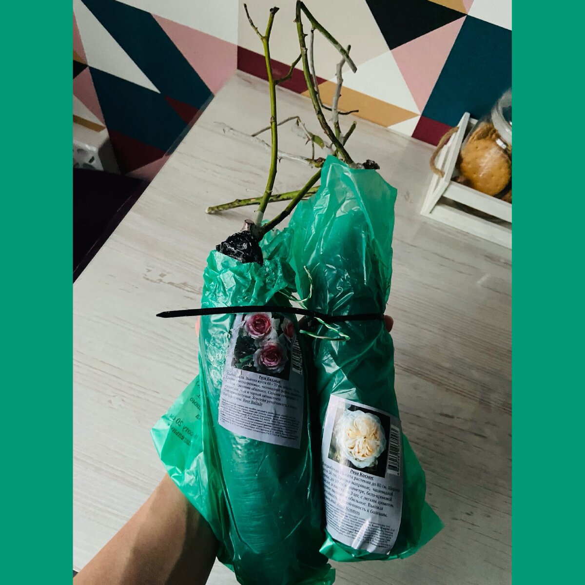 Вот розы за 99₽ из Светофора