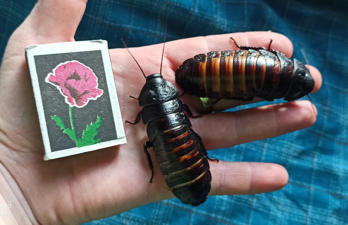 мадагаскарские тараканы взрослые особи