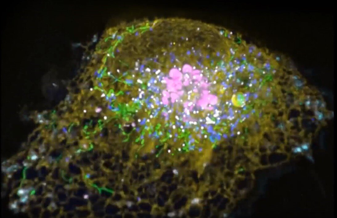 Трёхмерная визуализация внутренности живой клетки, полученная с помощью светящихся белков и лазерного микроскопа.  Кадр из видео gizmodo.com от 2017 г. 
