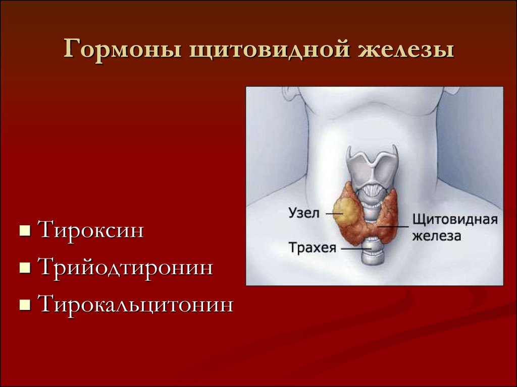 Гормоны эндокринных желез. Гормоны щитовидной железы н. Эндокринные железы и гормоны. Избыток гормонов щитовидной железы симптомы. Тироксин гормон щитовидной железы.