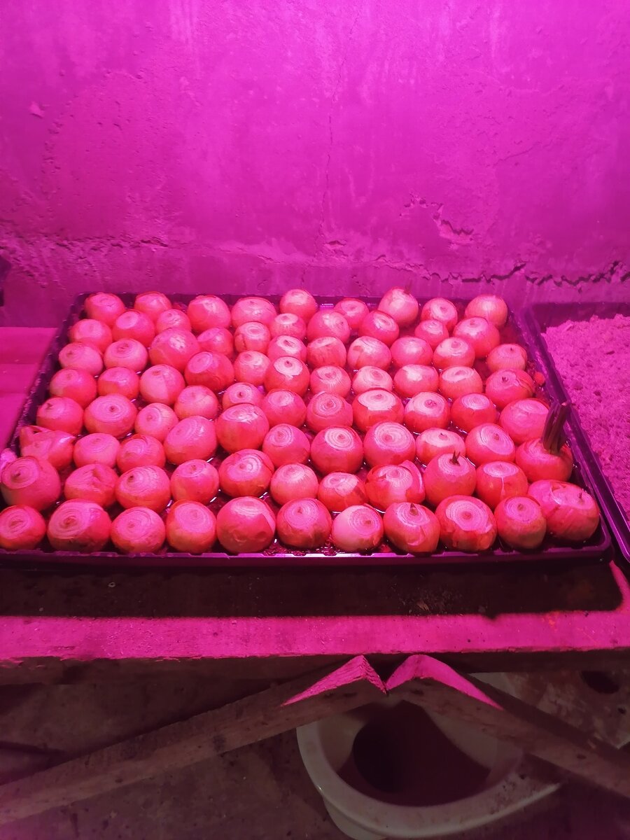 Это моя первая грядка 