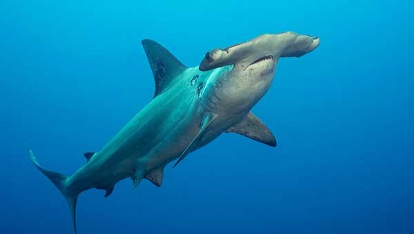 Фото из Yandex