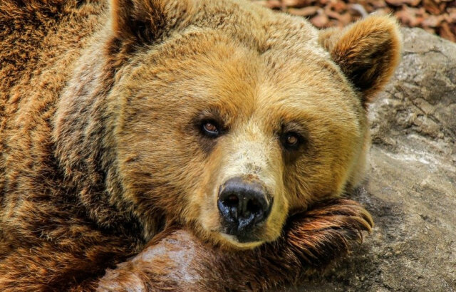 Звери пока еще не очень активны и не представляют большой опасности для человека.
С наступлением теплой весенней погоды в лесах Вологодской области начали просыпаться медведи.